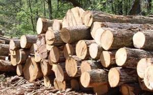 Việt Nam đứng trước nguy cơ thiếu gỗ nguyên liệu